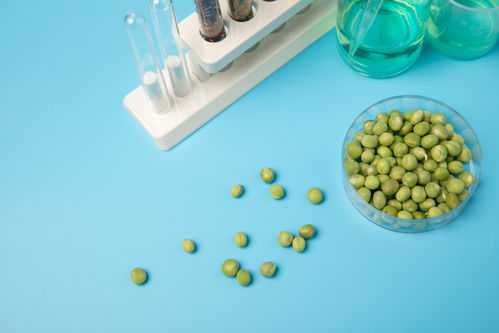 嫩豌豆食品安全農(nóng)業(yè)科技食品培育攝影圖 插畫 下載至來源處